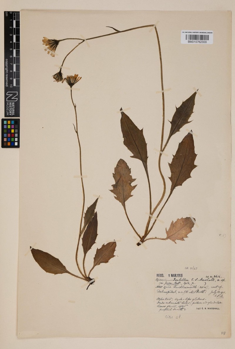 Hieracium isabellae photo 3