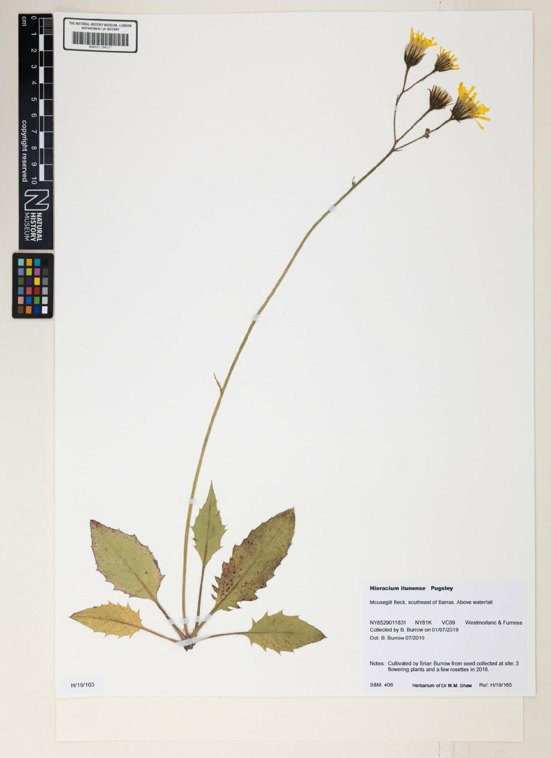 Hieracium itunense