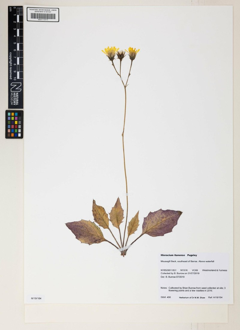 Hieracium itunense photo 2