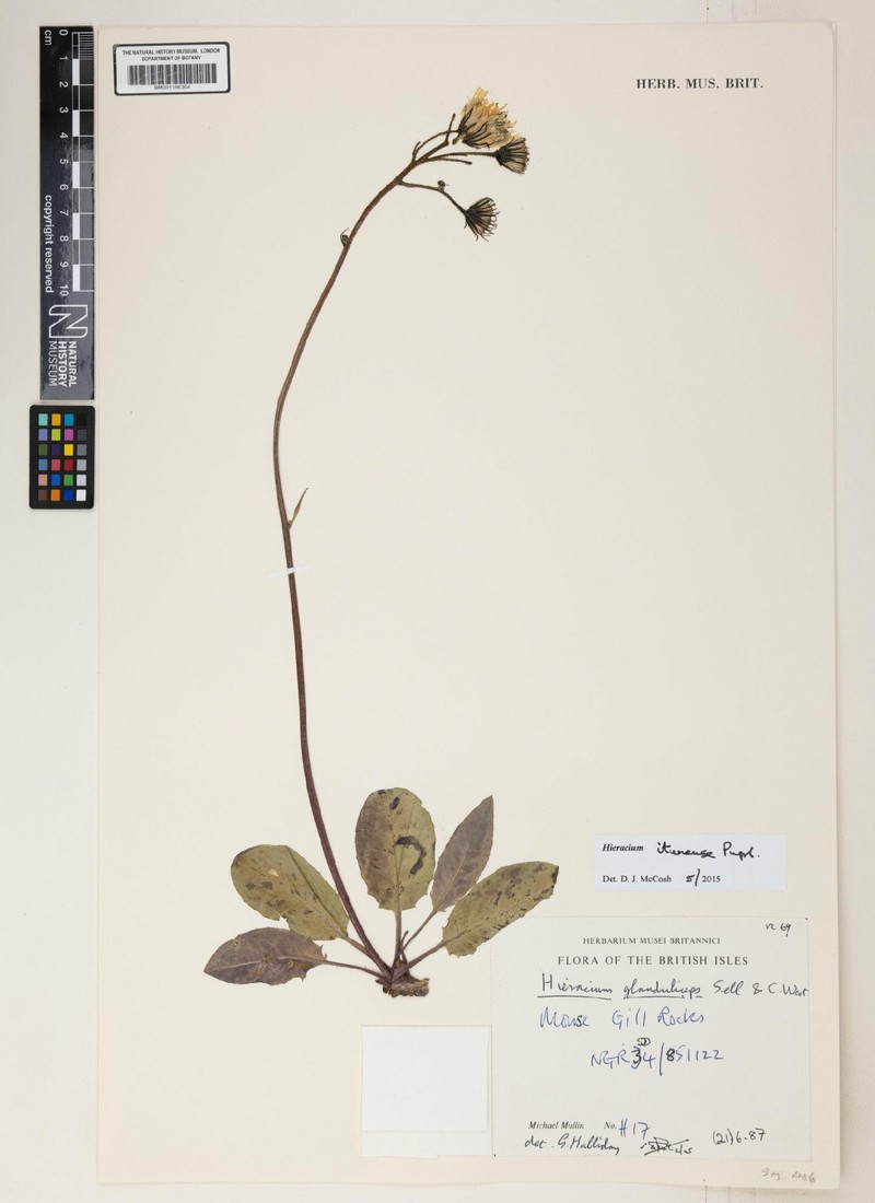 Hieracium itunense photo 3