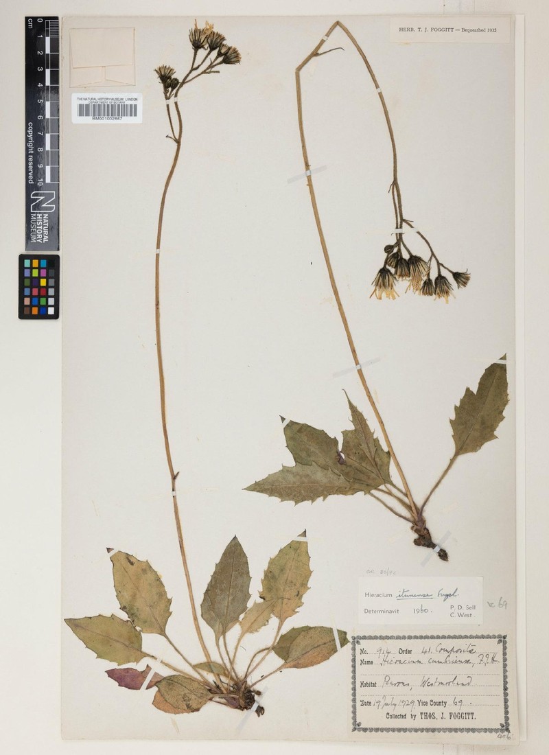 Hieracium itunense photo 4