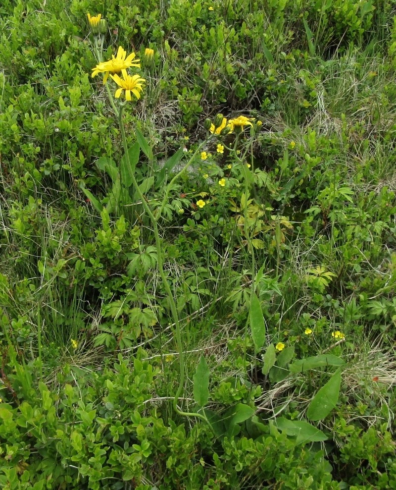 Hieracium jablonicense