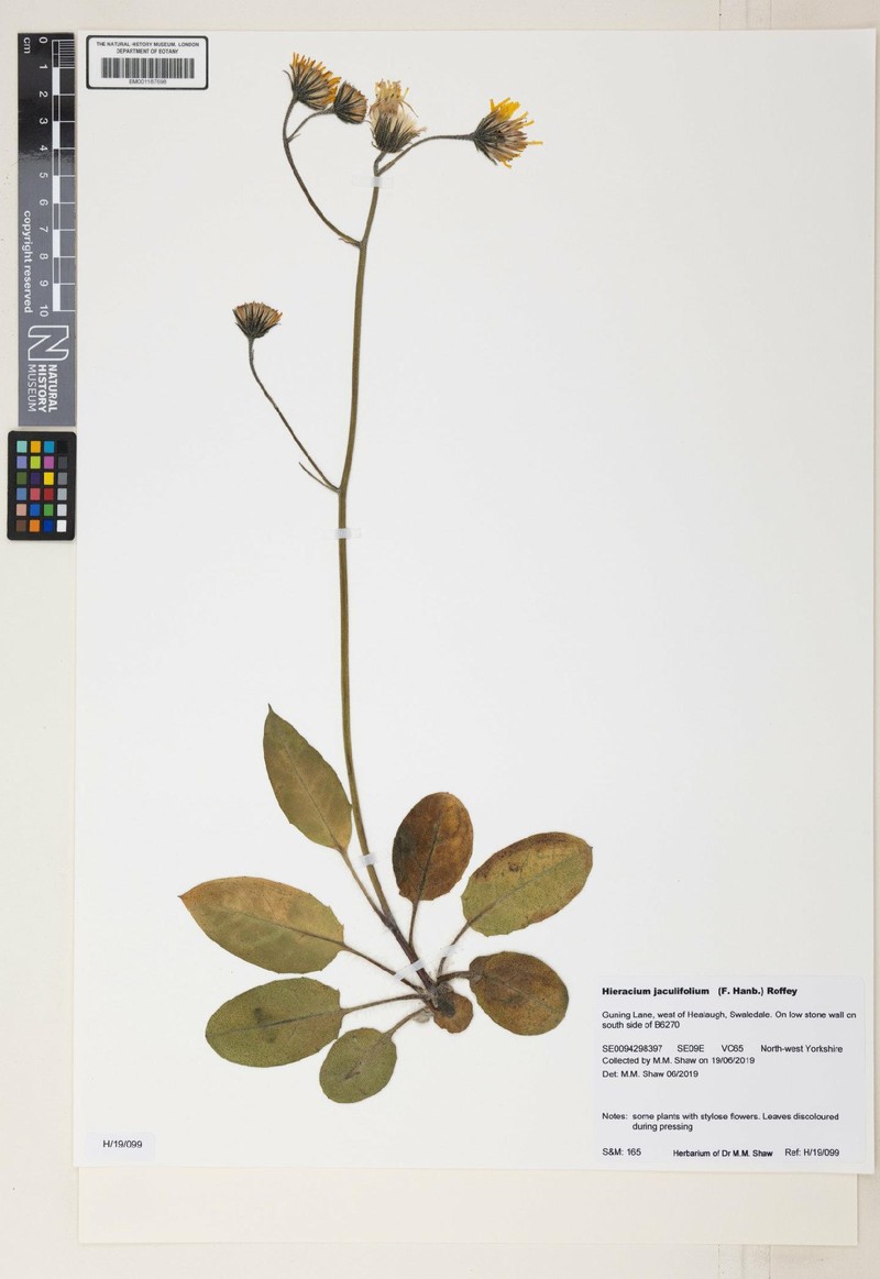 Hieracium jaculifolium