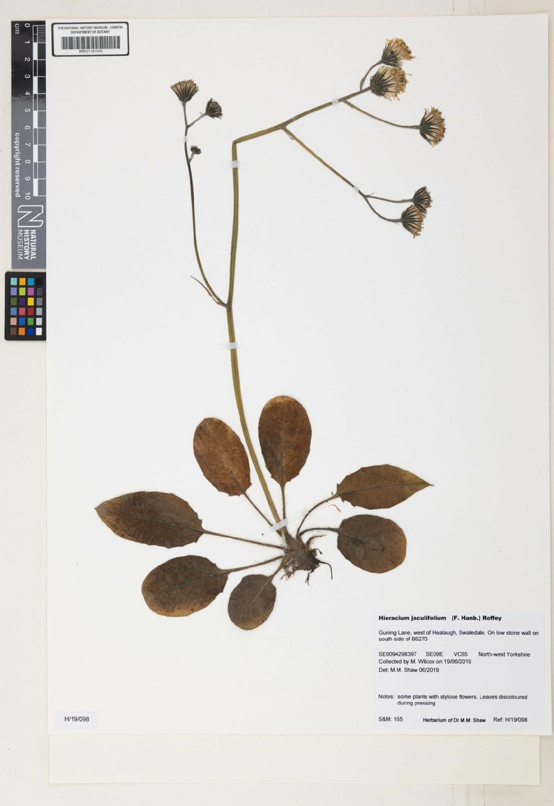 Hieracium jaculifolium photo 2