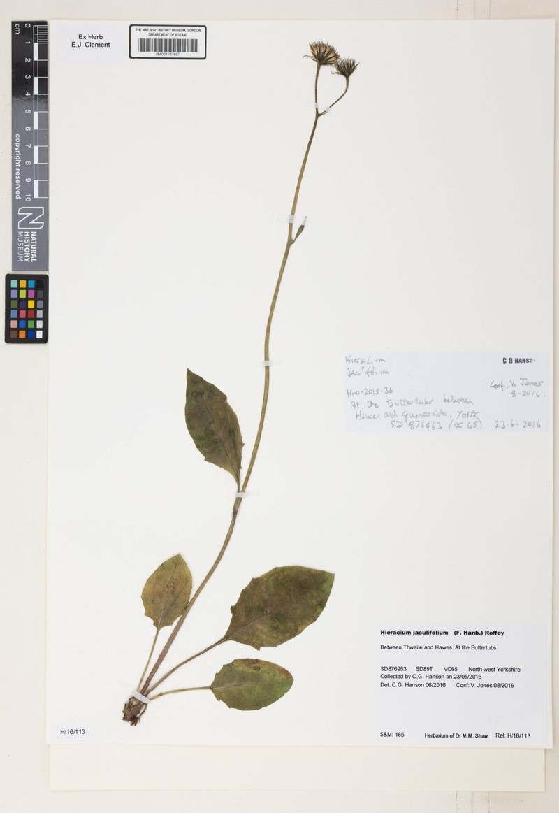 Hieracium jaculifolium photo 3