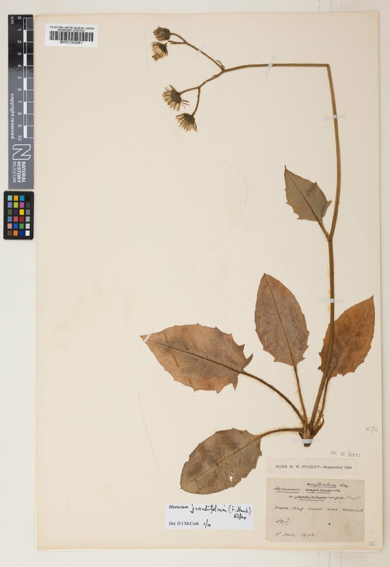 Hieracium jaculifolium photo 4
