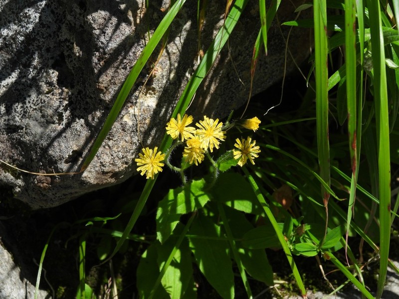 Hieracium japonicum photo 2