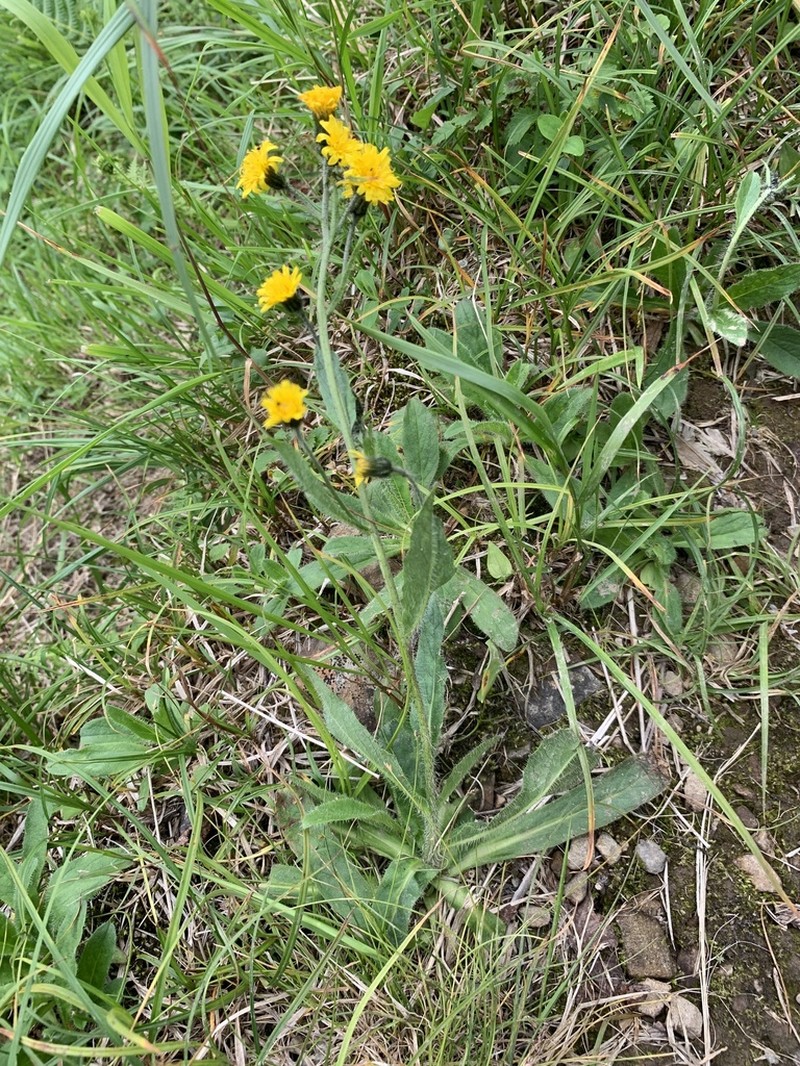 Hieracium japonicum photo 3