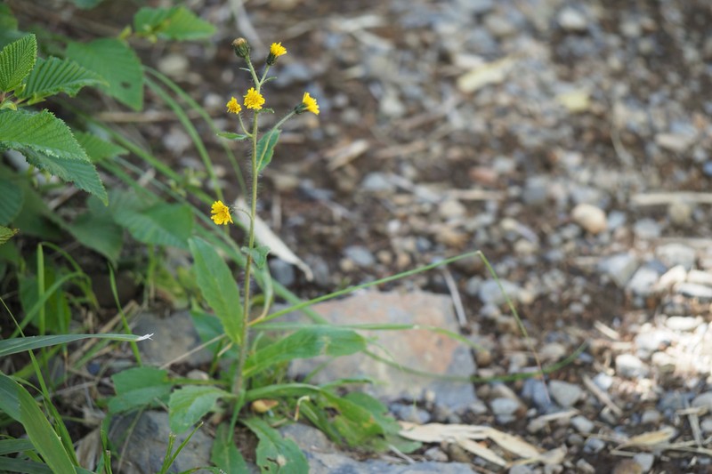 Hieracium japonicum photo 4