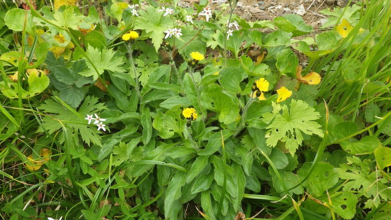Hieracium japonicum photo 5