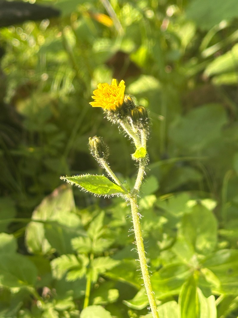 Hieracium japonicum photo 6