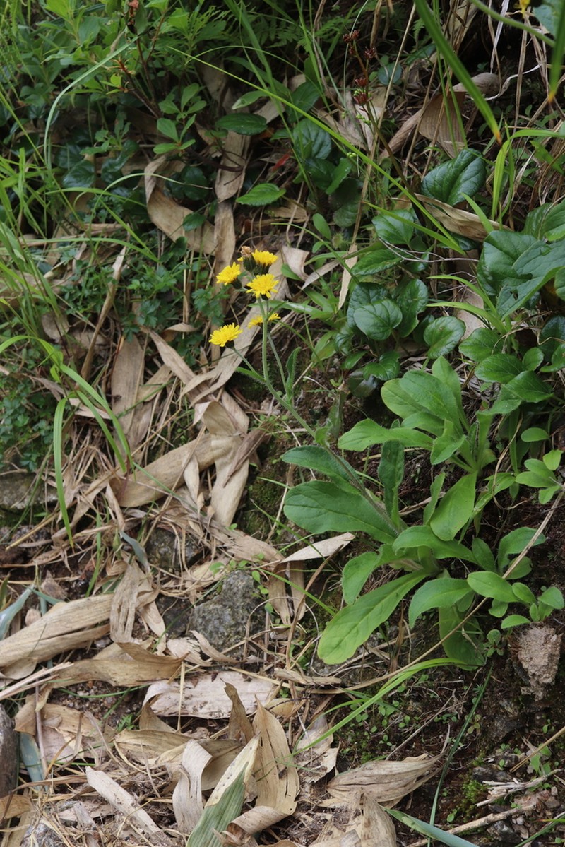 Hieracium japonicum photo 7