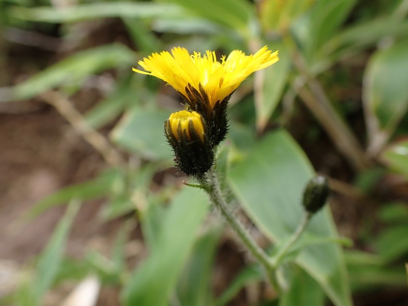 Hieracium japonicum photo 8