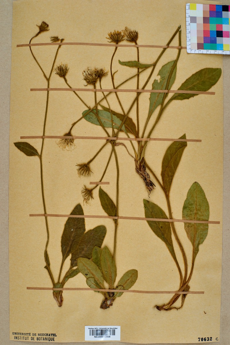 Hieracium jordanii