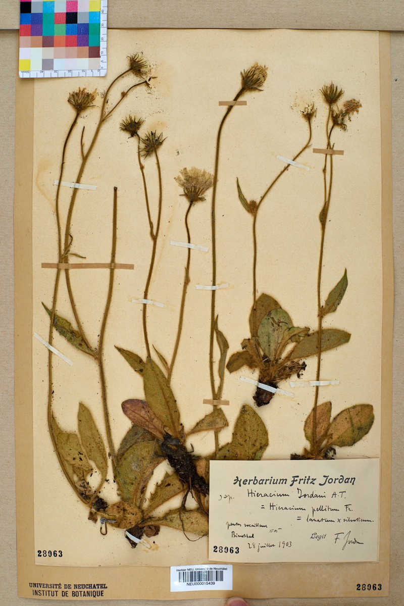 Hieracium jordanii photo 3