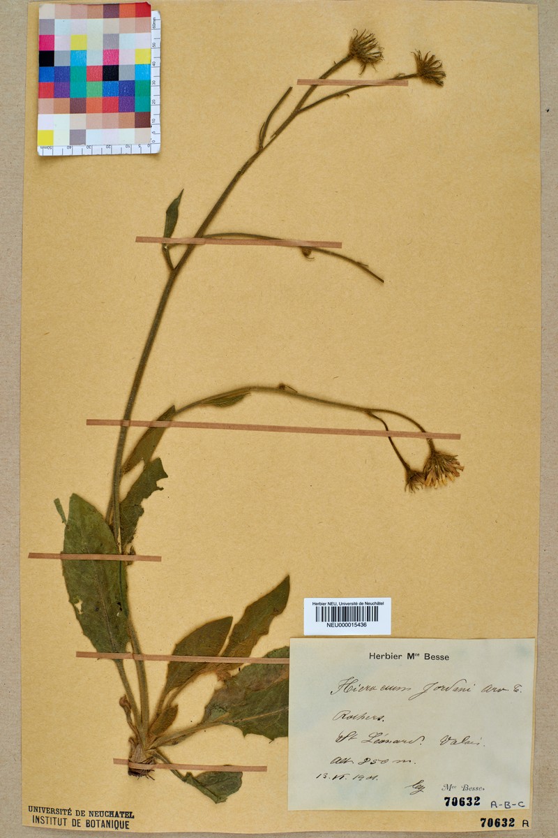 Hieracium jordanii photo 4