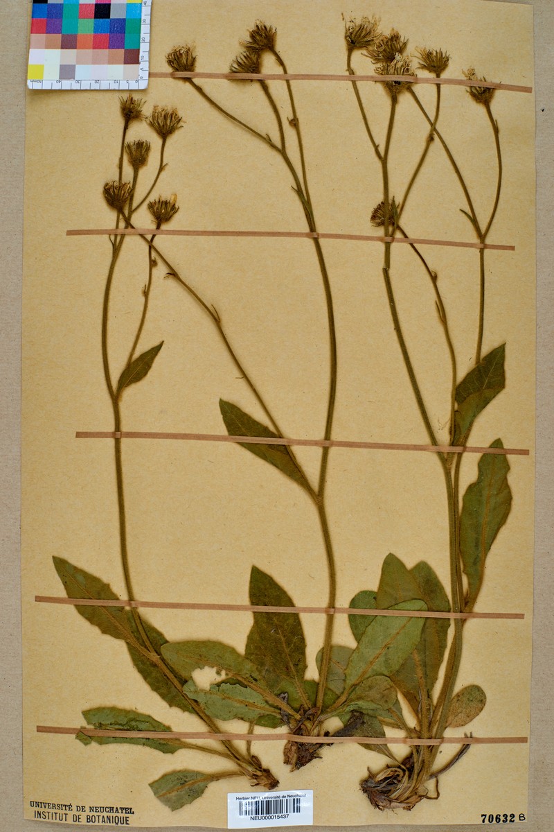 Hieracium jordanii photo 5