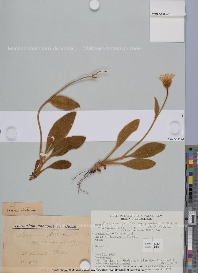 Hieracium jordanii subsp. pseudotomentosum