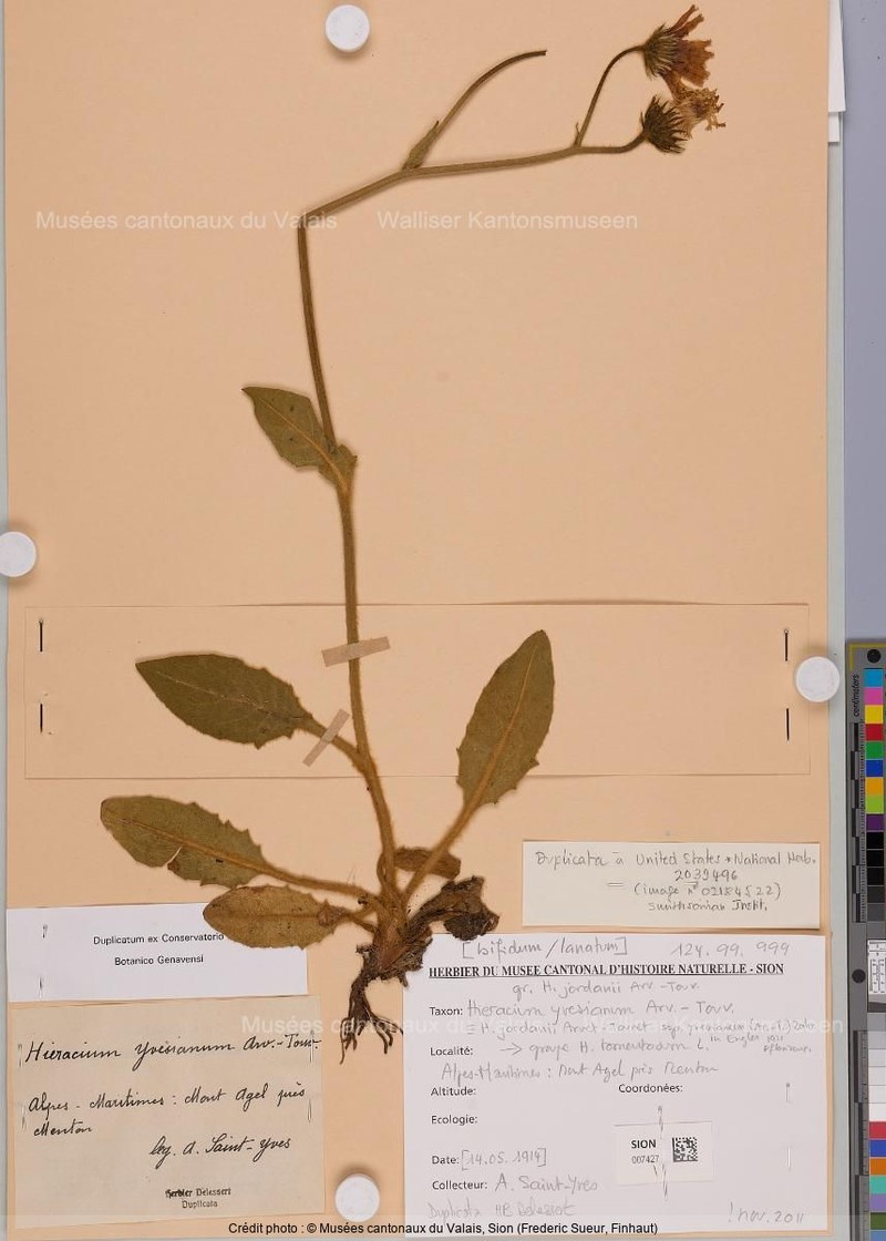 Hieracium jordanii subsp. yvesianum