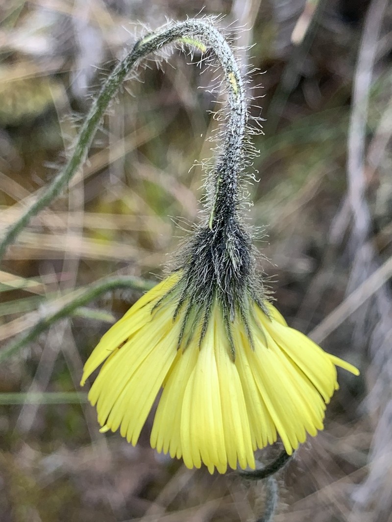 Hieracium jubatum