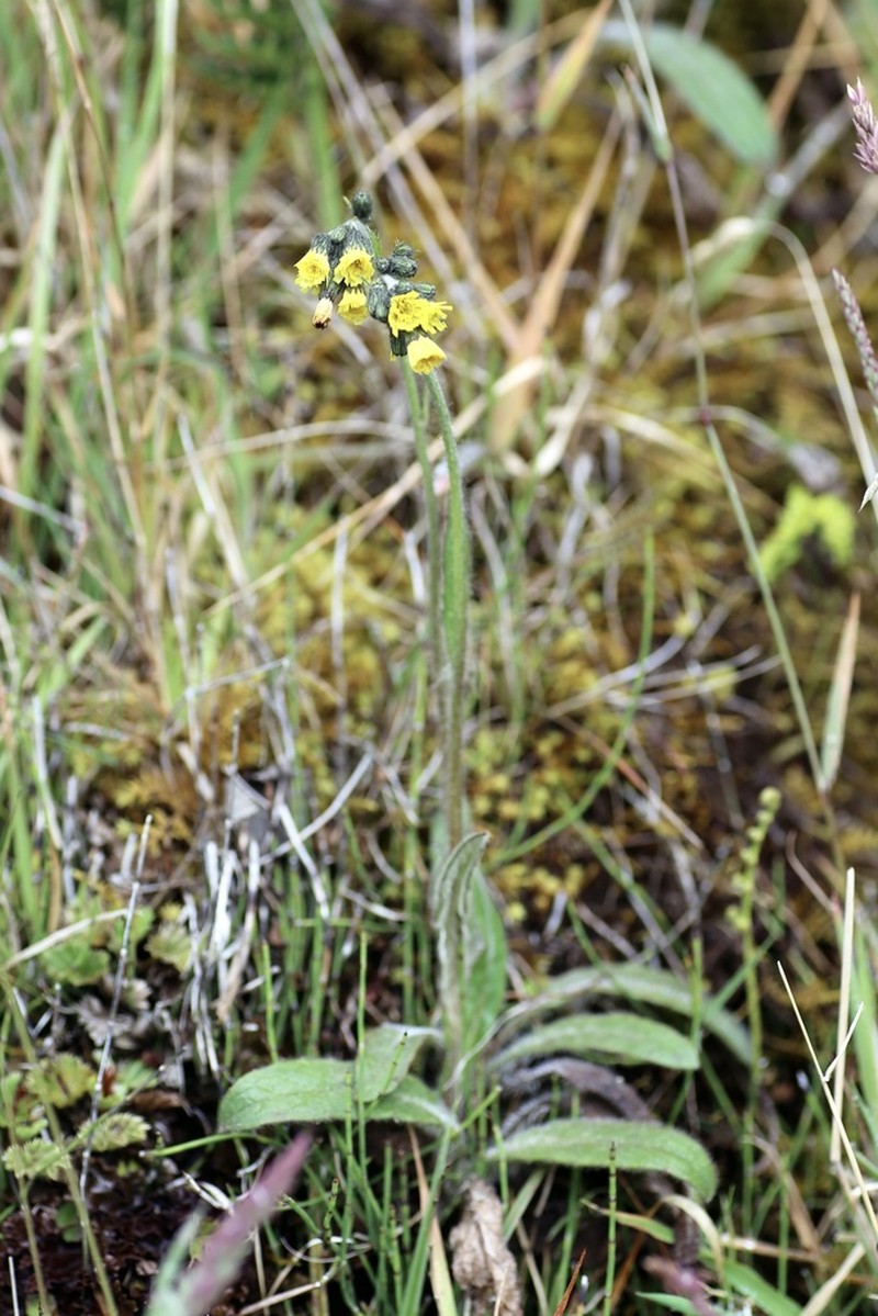 Hieracium jubatum photo 2