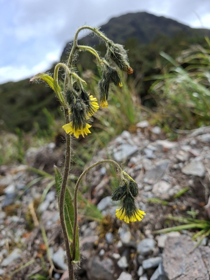 Hieracium jubatum photo 3