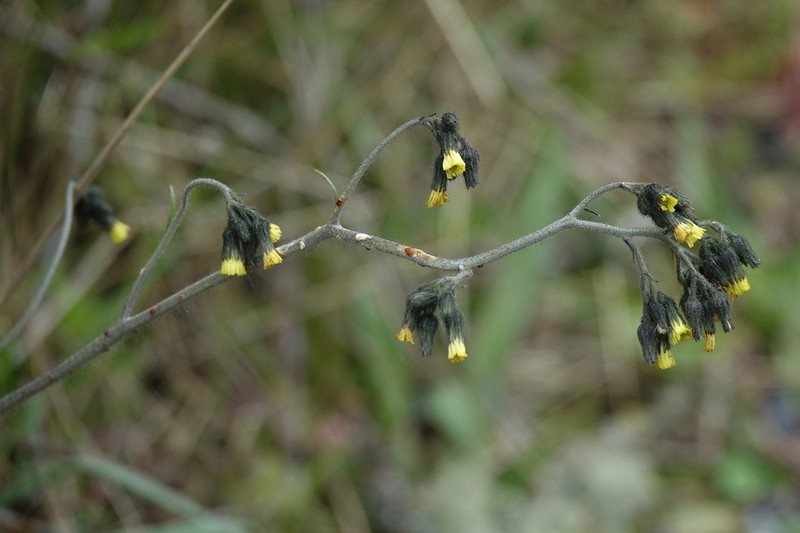 Hieracium jubatum photo 4