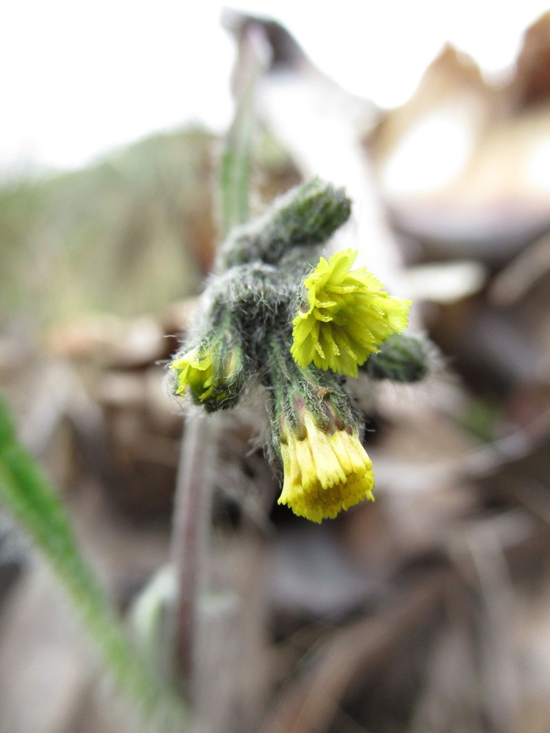 Hieracium jubatum photo 5