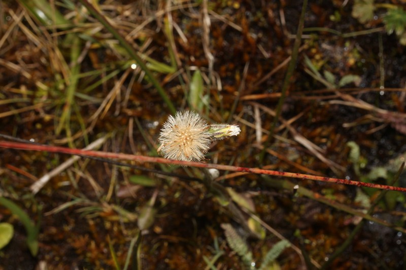 Hieracium jubatum photo 6