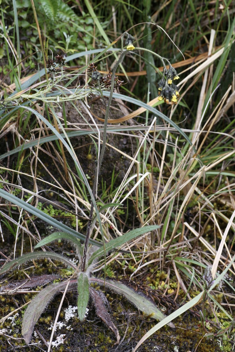 Hieracium jubatum photo 7
