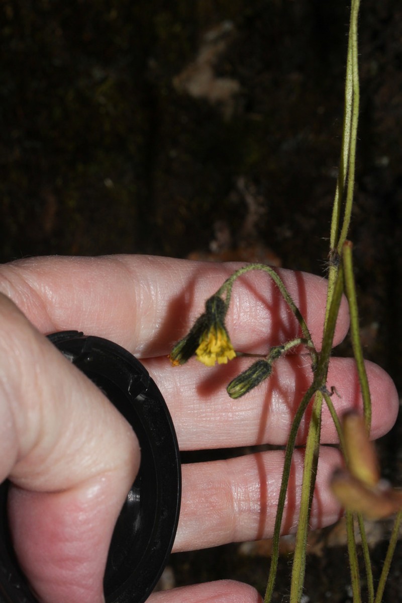 Hieracium jubatum photo 8