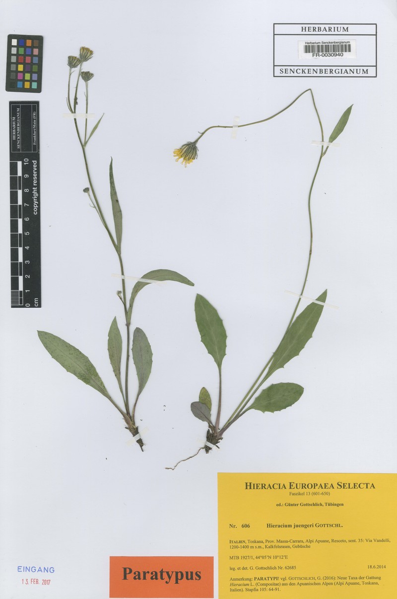 Hieracium juengeri