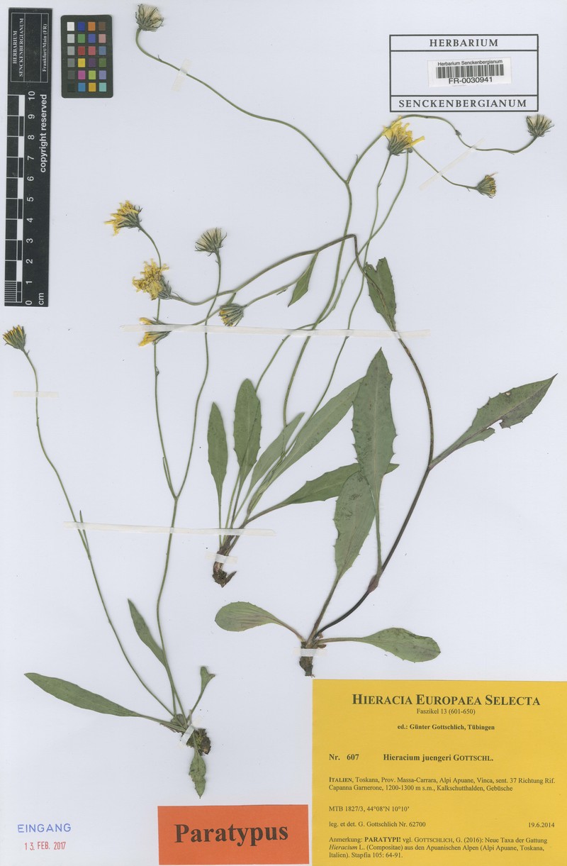 Hieracium juengeri photo 2