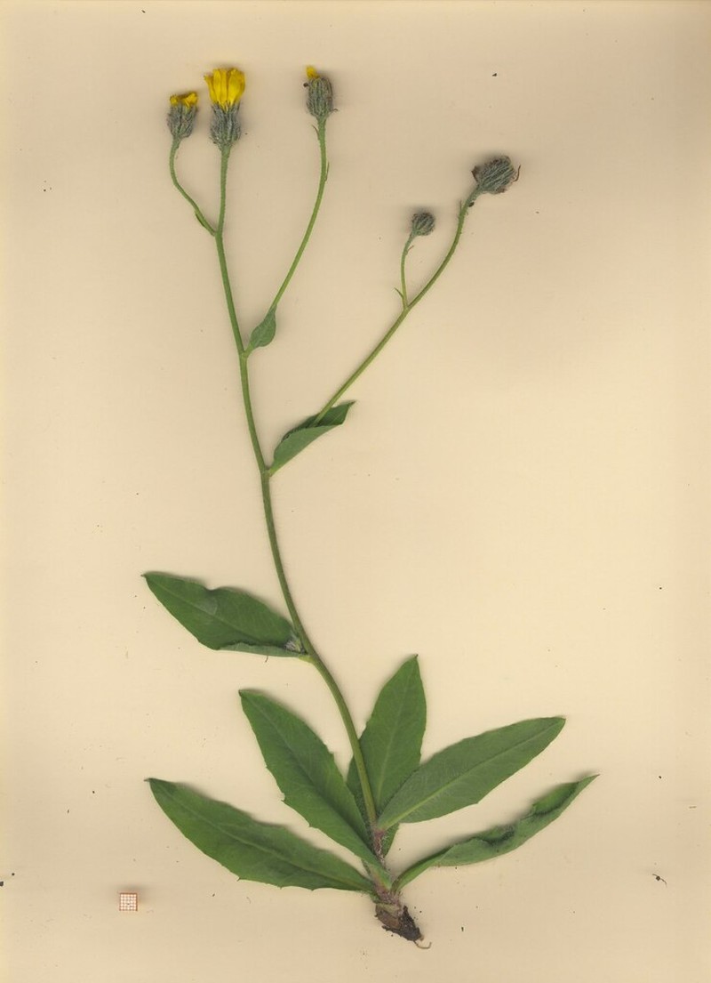 Hieracium juranum