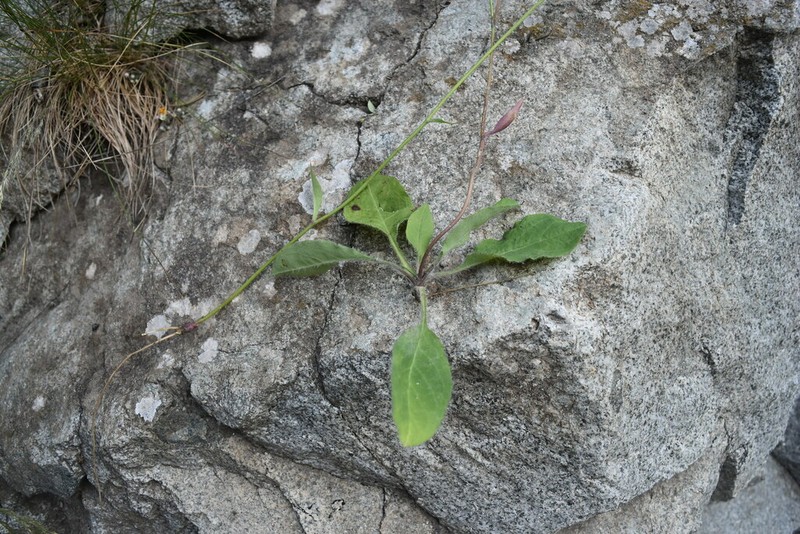 Hieracium juranum photo 2