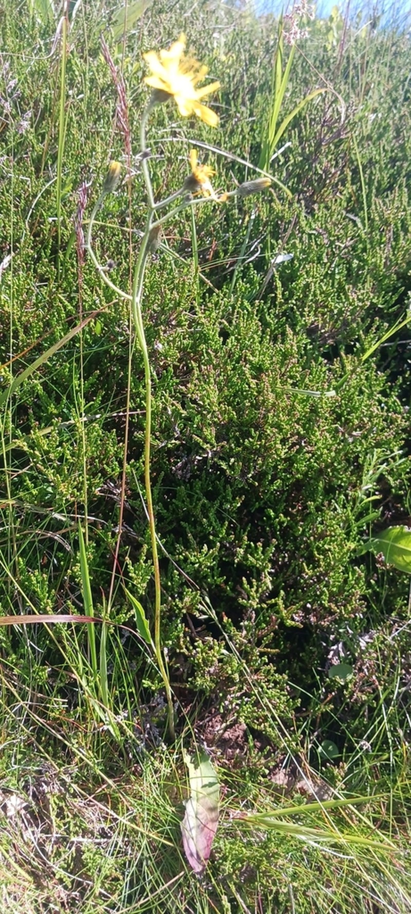 Hieracium juranum photo 3
