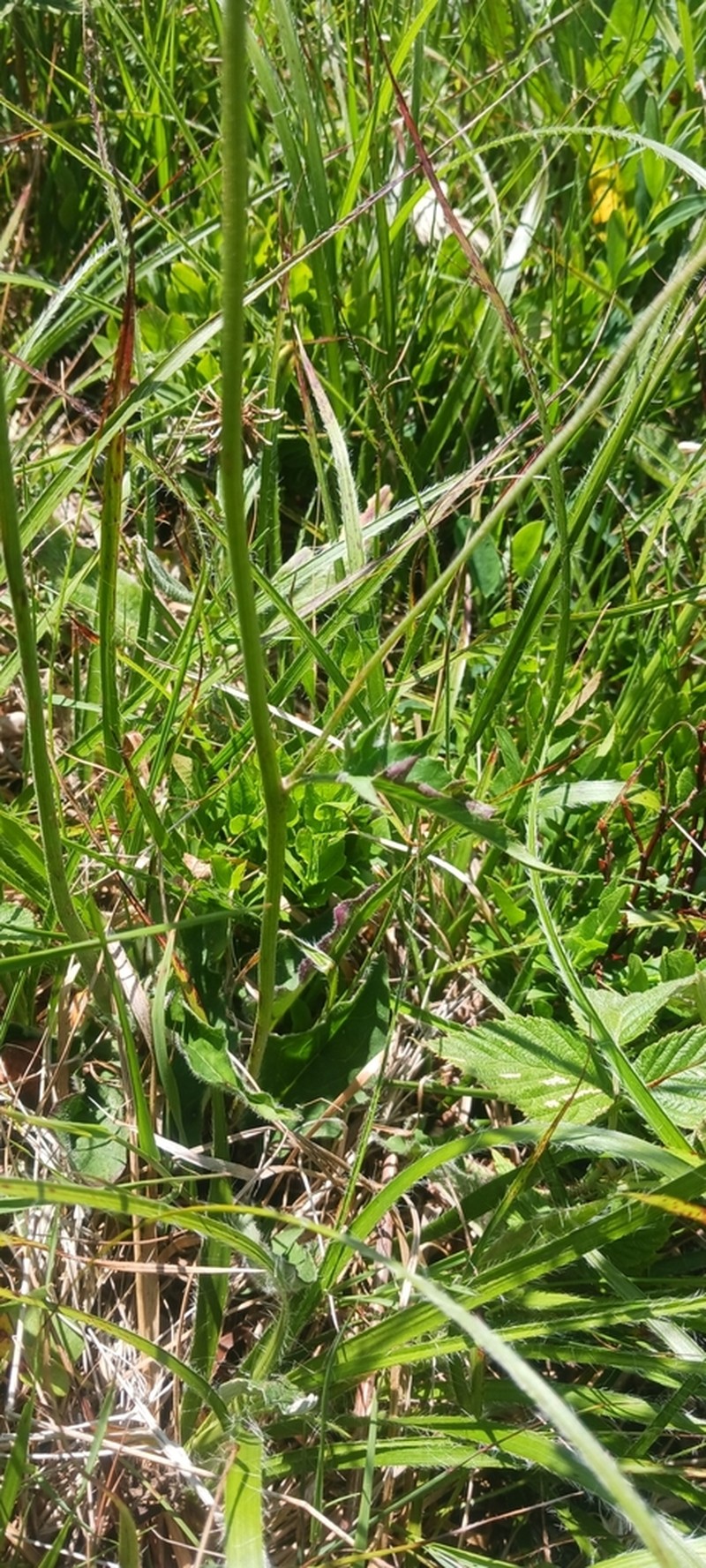 Hieracium juranum photo 4