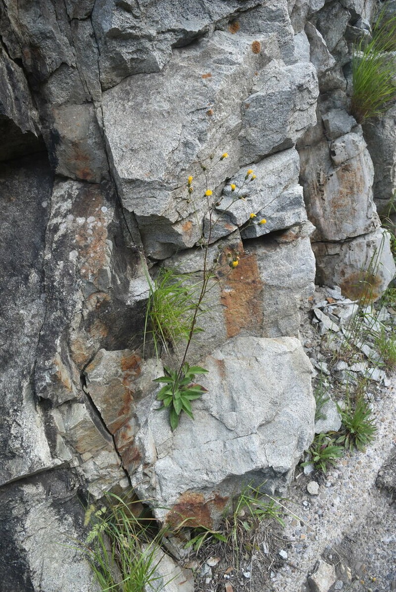 Hieracium juranum photo 5