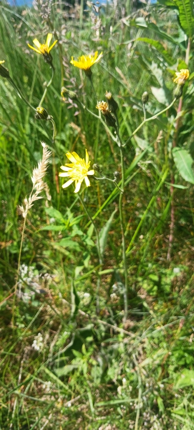 Hieracium juranum photo 6