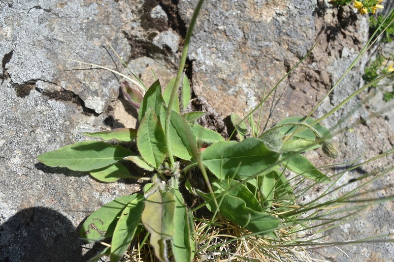 Hieracium juranum photo 7