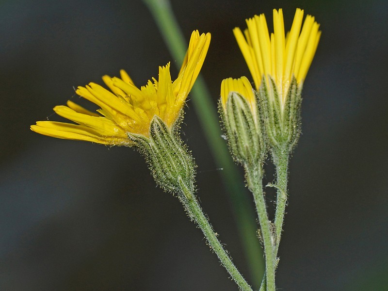 Hieracium juranum photo 8