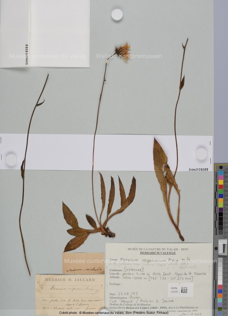 Hieracium juranum subsp. juranum