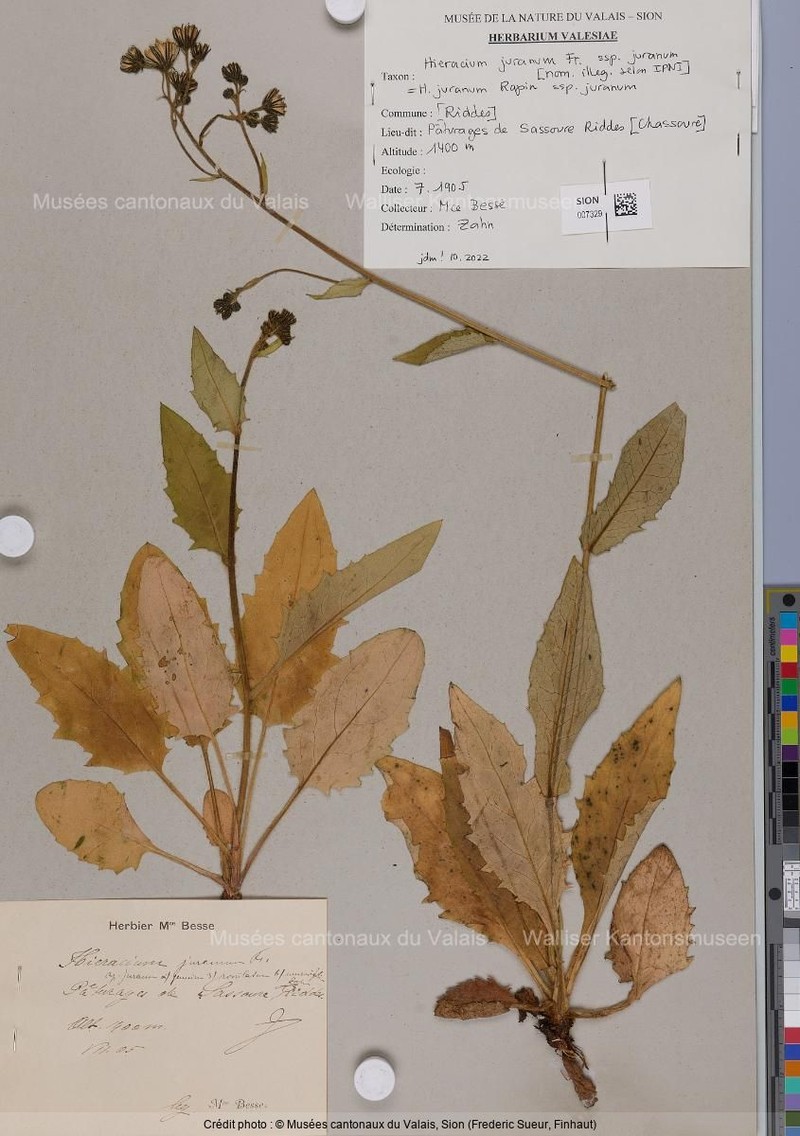 Hieracium juranum subsp. juranum photo 2