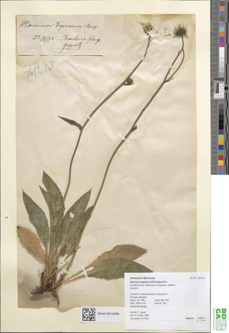 Hieracium juranum subsp. juranum photo 4