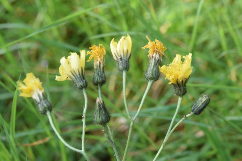 Hieracium jurassicum
