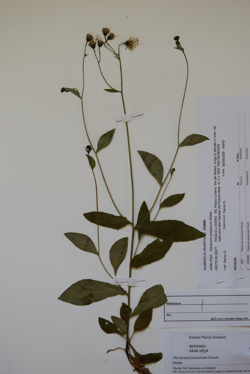 Hieracium jurassicum photo 2