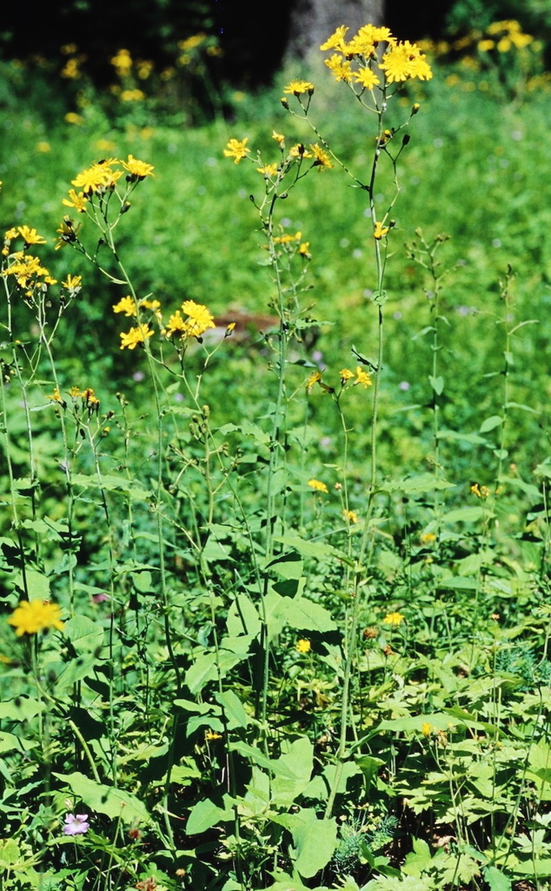 Hieracium jurassicum photo 3