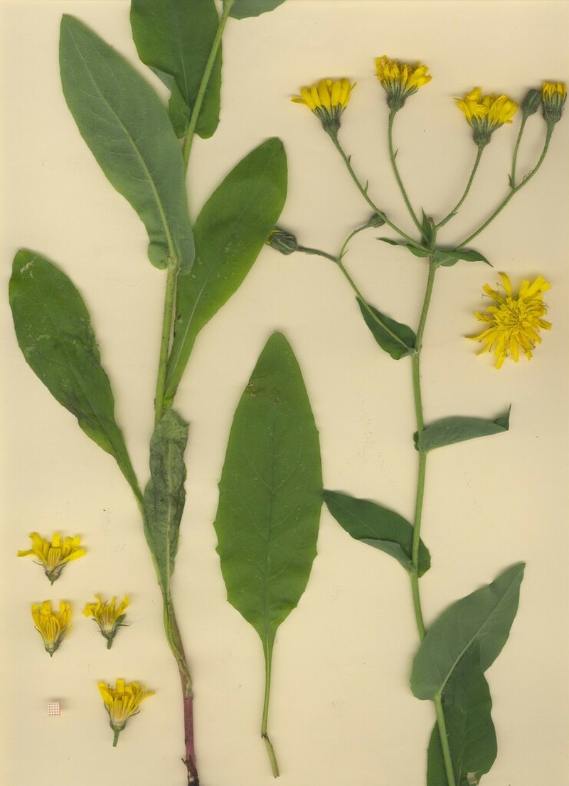 Hieracium jurassicum photo 5