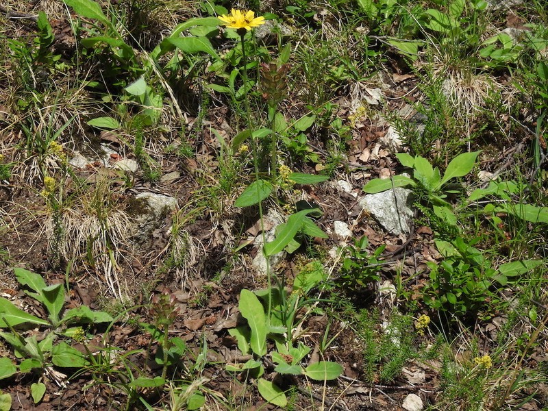 Hieracium jurassicum photo 6