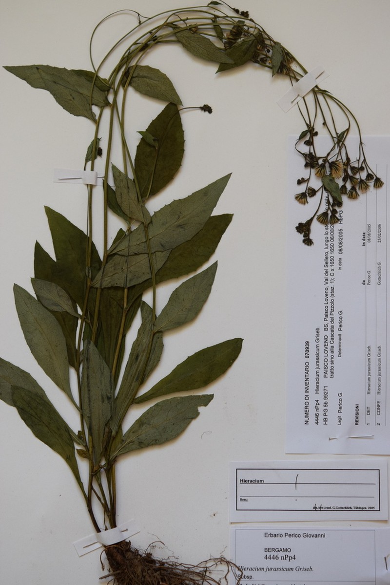 Hieracium jurassicum photo 7